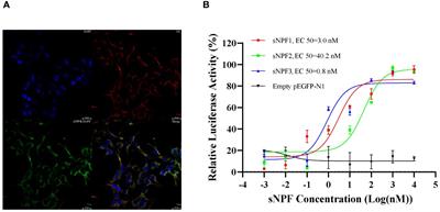 Molecular characterization of a short neuropeptide F signaling system in the swimming crab, Portunus trituberculatus, and its role in ovarian development
